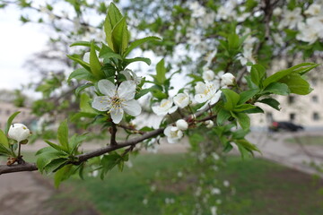 Flowers on branches of sour cherry tree in April