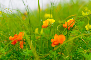 Selective focus meadow flowers, beautiful fresh morning with dew on petal  at high altitude alpine region of himalayas at Himachal Pradesh. Spring landscape blurry natural background.