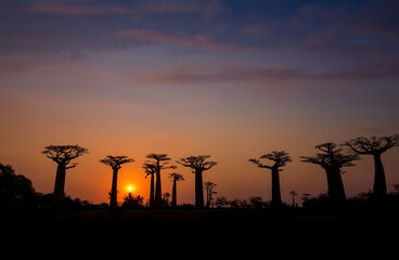 Beautiful  sunset sky scene with Panoramic view and  the avenue of the baobabs trees in Madagascar