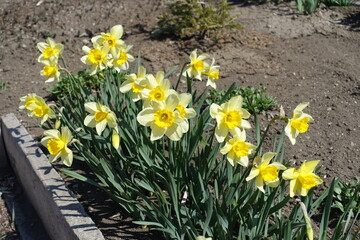 Cultivation of yellow narcissuses in the garden in April