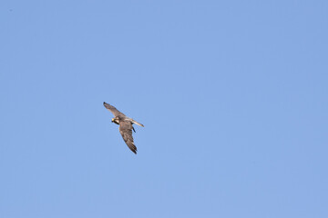 Falke fliegt sehr schnell