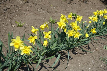 Dozens of yellow flowers of narcissuses in a row in April