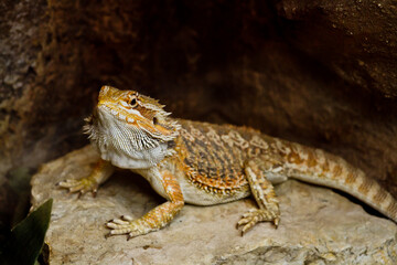 bearded dragon lizard
