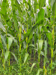 Corn plants