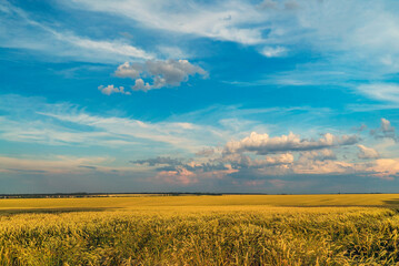 Obraz premium A field with Golden wheat ears against a blue sky with clouds.