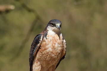 Rotrückenbussard steht süß im Baum