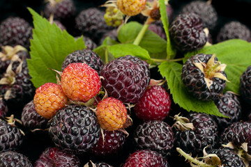 Cumberland fruit Hybrid