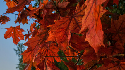 red maple leaves in early autumn at sunset. symbol of autumn