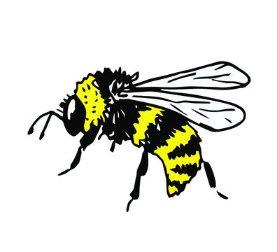 Stinging insect, bee, bumblebee yellow-black stripes. Color vector freehand drawing. Wildlife, apiology.