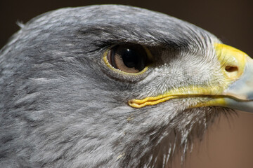 Kordillerenadler Nahfuanhme vom Kopf