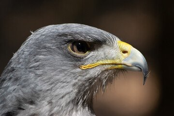Kordillerenadler Nahfuanhme vom Kopf