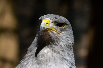 Kordillerenadler Nahfuanhme vom Kopf