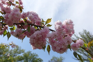 Heavy double pink flowers on branch of sakura tree in April