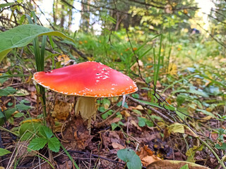 Red mushroom fly agaric grows in the grass
