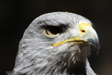 Kordillerenadler Nahfuanhme vom Kopf