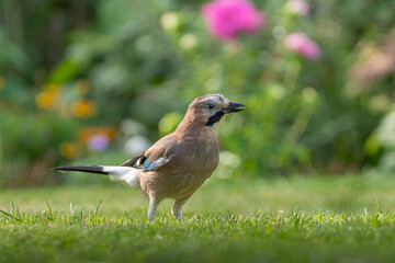 Eichelhäher auf Wiese
