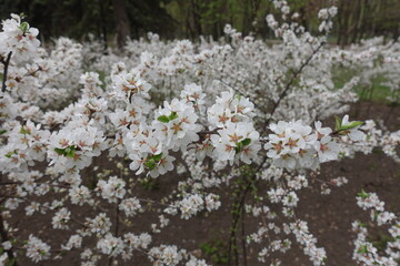 Multiple white flowers of prunus tomentosa in April