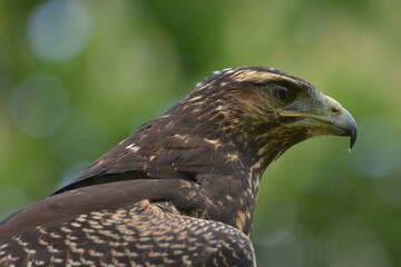Kordillerenadler Jungvogel