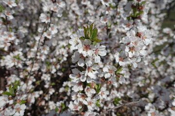 Numerous white flowers of prunus tomentosa in April