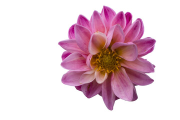 Vivid violet, pink and yellow flower macro isolated on a white background. Floral design.