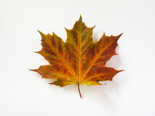 Autumn red, yellow, green maple leaf. Isolated on white background.