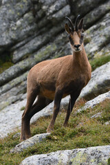 Pyrenean chamois (Rupicapra pyrenaica) in Pyrenean Mountains