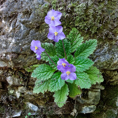 Pyrenean-violet or Rosette mullein (Ramonda myconi)