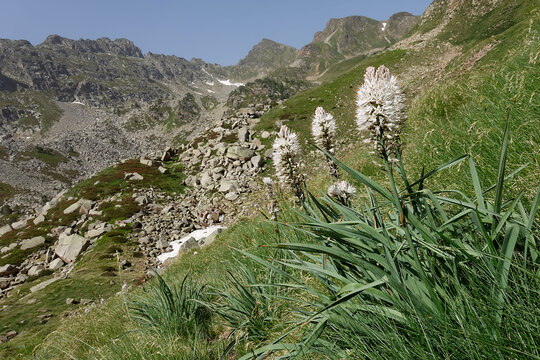 White asphodel (Asphodelus albus) in Pyrenean Mountains