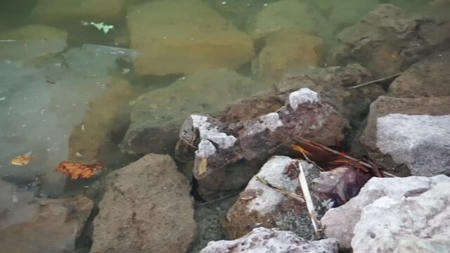 Panning shot of plastic litter floating in park pond, slow motion