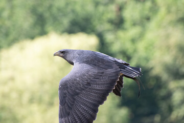Kordilierenadler fliegt im Wald