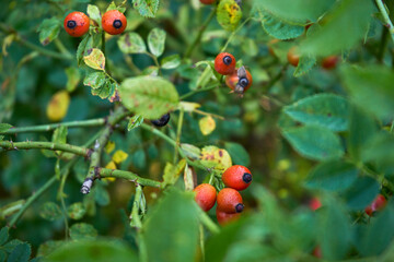 róża, owoc, Rosa canina,dzika róża © Marcin Łazarczyk