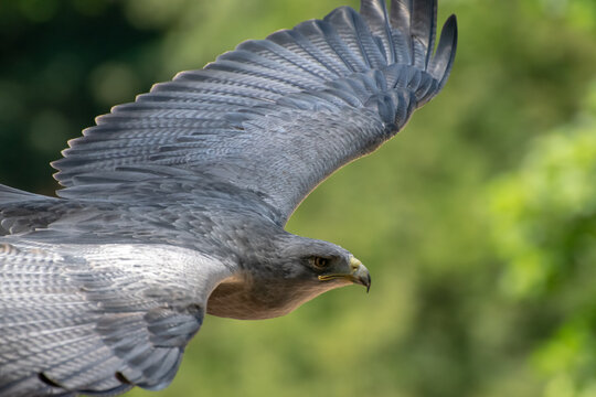 Kordilierenadler fliegt im Wald