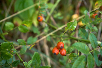 róża, owoc, Rosa canina,dzika róża © Marcin Łazarczyk