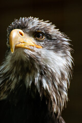 Nahaufnahme Weißkopfseeadler - Kopf vom Adler