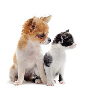 Pet. Dog, Turtel Cat Rabbit In White Background