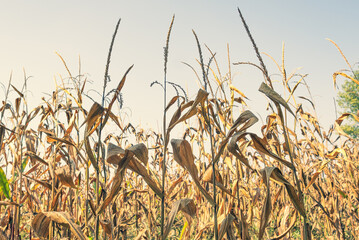 Campo di granoturco in tarda estate