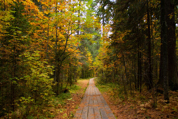 A wooden path leads through the autumn forest