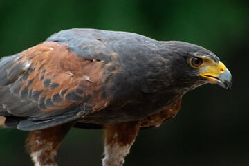 Harris Hawk bei der Beizjagd