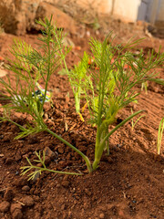 onion in the garden