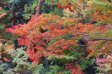 Kyoto autumn trees