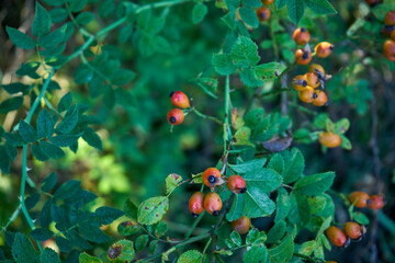 róża, owoc, Rosa canina,dzika róża © Marcin Łazarczyk