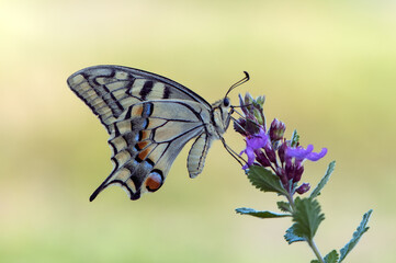 Wonderful butterfly Papilio machaon   on a summer day basking in the dry grass