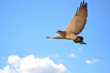 Kordilierenadler in der Luft
