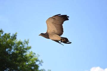 Kordillerenadler in der Luft