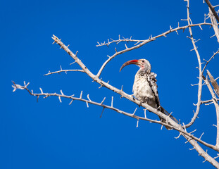 A Damara Hornbill sitting on a branch somewhere in Namibia.