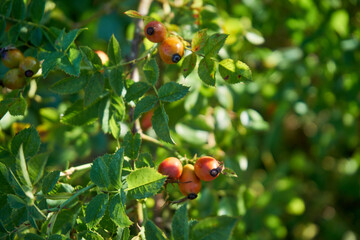 róża, owoc, Rosa canina,dzika róża © Marcin Łazarczyk