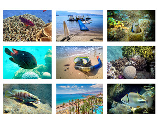 Collage of tropical exotic fishes inhabiting coral reefs at the Red Sea, with resort beaches and snorkeling experience, Middle East,