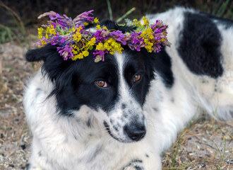 Portrait of a dog with a wreath of fresh flowers .