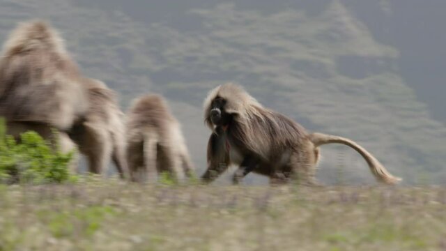 Gelada monkey looking down, Ethiopia