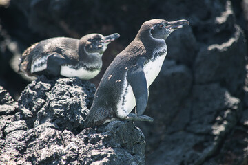 Galapagos penguin on black lava rocks near water